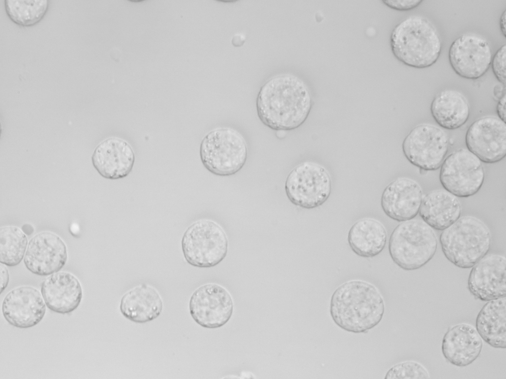 HEK cells