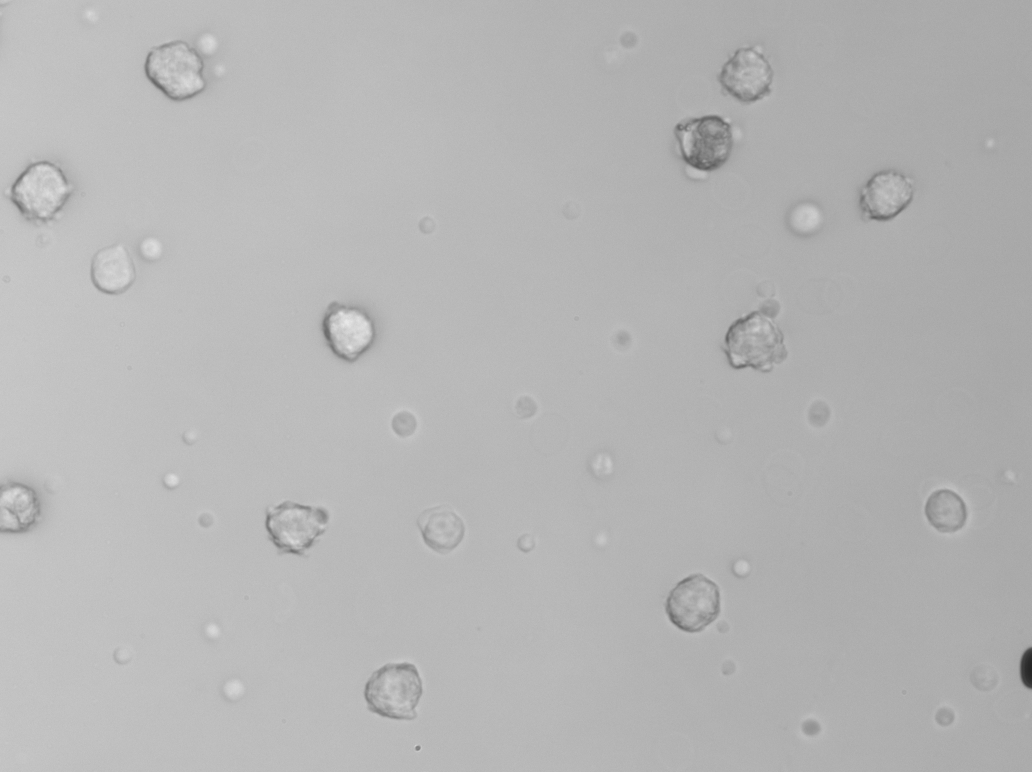 Purified leukocytes